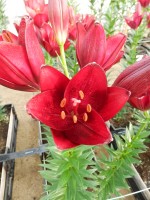 [5656 VZ H07 5609-04 No02.JPG]